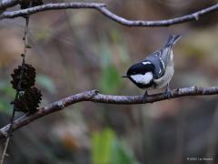 Zwarte mees  20211116  Met belangstelling kijkt de zwarte mees naar de kegels van de naaldbomen, met name van fijnsparren. De zwarte mees eet in het broedseizoen vooral insecten, spinnen, larven en rupsen maar in het najaar en de winter staan vooral zaden op het menu die ze in de kegels kunnen vinden. In het najaar en winter kunnen veel meer zwarte mezen in ons land aanwezig zijn dan in de zomer.