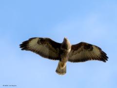 Buizerd  20211201  Ikzelf stond in een bos en er stond best wat wind toen deze buizerd recht boven me in een opening tussen de bomen in beeld kwam. Hij leek het zeilen op de wind wel leuk te vinden want hij ging maar nauwelijks vooruit. Je kunt dat zeilen een beetje herkennen aan de vleugelstand. Die is niet geheel gestrekt maar nog iets ingevouwen. Ik schat de spanwijdte hier op ca. 100 cm terwijl die geheel gestrekt wel 120 cm kan zijn.