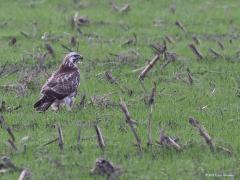 Buizerd  20211129  Het zullen geen maiskorrels zijn waarnaar ie op zoek is. Maar die korrels zijn wellicht toch de reden van zijn aanwezigheid hier. Want zouden hier niet muizen te vinden zijn die wel geïnteresseerd waren in die korrels?