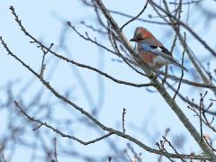 Gaai  20211220  Ik heb de indruk dat er momenteel veel gaaien in ons land zijn. Normaliter zijn ze in oktober het talrijkst. Onze eigen zomervogels zijn standvogels. Om de zoveel jaar komt er een invasie uit Oost-, Midden- of Noord-Europa voor. Ze zijn schuw, hebben je in de regel snel in de gaten. In de winter zie je ze niet vaak alleen, eerder met twee of meer. Zijn ze met elkaar aan het bekvechten dan kunnen ze een soort kuif opzetten.