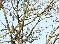 Gaai  20211220  Ik heb de indruk dat er momenteel veel gaaien in ons land zijn. Normaliter zijn ze in oktober het talrijkst. Onze eigen zomervogels zijn standvogels. Om de zoveel jaar komt er een invasie uit Oost-, Midden- of Noord-Europa voor. Ze zijn schuw, hebben je in de regel snel in de gaten. In de winter zie je ze niet vaak alleen, eerder met twee of meer. Zijn ze met elkaar aan het bekvechten dan kunnen ze een soort kuif opzetten.