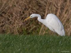 Grote zilverreiger  20211127  Wat hebben ze een spierwitte jas aan deze grote reigers. Hoe houden ze die ook zo mooi zuiver moet ik denken. Zo'n witte jas is niet altijd een feest voor de fotograaf. Overbelichting ligt op de loer met als gevolg geen enkele tekening meer in het verenkleed. Hier zijn nog best wat nuances in het wit te zien.