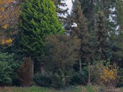 Grote zilverreiger  20211126  Nog een restje aan herfstkleuren aan de bomen te zien. De mais van het veld gehaald, op het weer kale veld is vaak wat eten te vinden. Frappant hoe deze reigersoort in aantal is toegenomen het laatste decennia. Behoorlijk schuw zijn ze, niet makkelijk om van dichtbij een plaatje te maken.