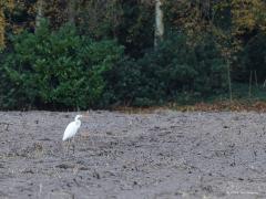 Grote zilverreiger  20211126  Nog een restje aan herfstkleuren aan de bomen te zien. De mais van het veld gehaald, op het weer kale veld is vaak wat eten te vinden. Frappant hoe deze reigersoort in aantal is toegenomen het laatste decennia. Behoorlijk schuw zijn ze, niet makkelijk om van dichtbij een plaatje te maken.