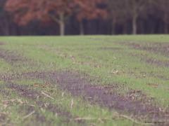 Veldleeuwerik  20211211  Als je nu door het buitengebied rijdt zijn er soms meer vogels aanwezig dan dat je een twee ziet. Zo kunnen er op stoppelvelden of jonge grasvelden groepjes veldleeuweriken naar voedsel zoeken. Die meestal Scandinavische vogels zie ja dan niet maar als ze opvliegen verraden ze zich. Weer geland zijn ze dan met de kijker vaak wel te vinden. Op deze zeker niet spectaculaire foto zijn er in dit wijdse open veld bij goed kijken zeker vijf te zien van een groepje van zeker een twi