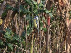 Rauwenis  20211222 Wordt dit zo niet genoemd? Waardeloos voor de een, waardevol voor de ander. In wintertijd zijn de vogels er in ieder geval heel blij mee! Zoals deze pimpel.