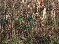 Rauwenis  20211222 Wordt dit zo niet genoemd? Waardeloos voor de een, waardevol voor de ander. In wintertijd zijn de vogels er in ieder geval heel blij mee! Zoals deze pimpel.