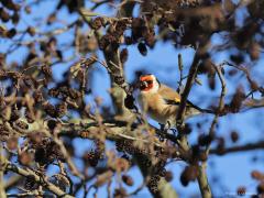 Putter  20211215  De vrije natuur is hard, ook gevaarlijk. Daarom zijn vogels altijd op hun hoede, zijn altijd heel alert, ook deze putters. Ze hebben daarom in de regel jou eerder gezien dan jij hen. Ze bekijken je goed, zo van ben ik veilig of moet ik weg zijn. Tot een meter of acht geloven ze het vaak nog wel, dichterbij zijn ze in de regel gevlogen.