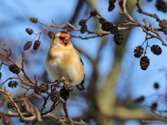 Putter  20211215  De vrije natuur is hard, ook gevaarlijk. Daarom zijn vogels altijd op hun hoede, zijn altijd heel alert, ook deze putters. Ze hebben daarom in de regel jou eerder gezien dan jij hen. Ze bekijken je goed, zo van ben ik veilig of moet ik weg zijn. Tot een meter of acht geloven ze het vaak nog wel, dichterbij zijn ze in de regel gevlogen.