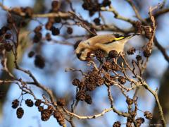 Putter (Carduelis carduelis) Is de omgeving gescand en veilig bevonden dan kan er gegeten worden. De zaadjes zijn lastig te bereiken. De putter moet zich in vele bochten wringen.