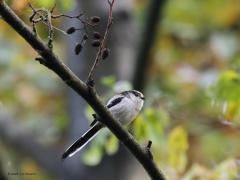 Staartmees  20211203  Een heel leuk vogeltje vind ik de staartmees. Aardig, gezellig, sociaal zijn ze, buiten het broedseizoen bedoel ik dan. Dan zoeken ze elkaar op tot groepjes van wel 20 exemplaren. Ongedurig struinen ze dan met elkaar bomen en struiken af op zoek naar insecten maar als ze er nog zijn ook wel plantenknoppen. Daarbij roepen ze steeds naar elkaar, roepen is een groot woord want de geluidjes zijn maar zacht. Blijft een lid van de groep ergens hangen, dan wordt er gewacht tot de a