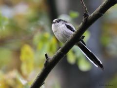 Staartmees  20211205  Bij mijn vorige foto behield ik meer ruimte omheen het vogeltje met de bedoeling de foto wat meer sfeer mee te geven. Hier staat de leuke mees meer centraal. De extra lange staart, mooi met witte veren omzoomd, valt natuurlijk op. Ook het kleine snaveltje, geschikt voor zowel insecten als zaadjes. Overigens is het snaveltje wat groter dan lijkt omdat aan de basis wat veertjes het snaveltje afdekken.