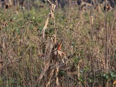 Vink  20211222  Maxburg