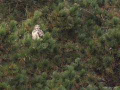 Buizerd  20220121  Etten-Leur De Vrunten