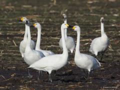 Kleine zwaan  20220107 Dichterbij zie je duidelijk dat het zwart op de snavel verder reikt dan het neusgat. Bij de ook wat grotere wilde zwaan is dat niet het geval.