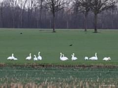 Kleine zwaan  20220106  Niet erg groot, geel op de snavel, veel zwart op de snavelpunt; dat moeten kleine zwanen zijn. Gelukkig zijn er nog een kleine twintig van deze wintergasten uit wellicht Rusland (?) te vinden aan de noordkant van De Pannenhoef. Enkele jaren terug zaten er meer dan honderd. Ze werden daar afgelopen jaren nog bewust weggejaagd vernam ik?