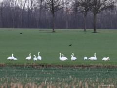 Kleine zwaan  20220106  De Pannenhoef