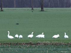 Kleine zwaan  20220106  Niet erg groot, geel op de snavel, veel zwart op de snavelpunt; dat moeten kleine zwanen zijn. Gelukkig zijn er nog een kleine twintig van deze wintergasten uit wellicht Rusland (?) te vinden aan de noordkant van De Pannenhoef. Enkele jaren terug zaten er meer dan honderd. Ze werden daar afgelopen jaren nog bewust weggejaagd vernam ik?