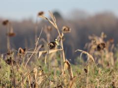 Rauwenis  20211225  Ook de koolmees heeft baat bij een zooitje kruiden aangevuld met wat zonnebloemen. Het mooie is er wel af van de zonnebloem maar nog steeds is ze van waarde voor vogels.