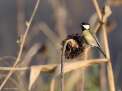 Rauwenis  20211225  Ook de koolmees heeft baat bij een zooitje kruiden aangevuld met wat zonnebloemen. Het mooie is er wel af van de zonnebloem maar nog steeds is ze van waarde voor vogels.