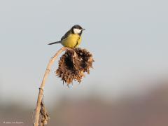 Koolmees  20211227  Deze keer bewust boven de rauwenis gemikt. Zo ontstaat een veel rustiger beeld. De focus uitsluitend op mees en zonnebloem, geen enkele afleiding hier.