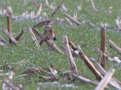 Kramsvogel  20211230  Na de oogst van de mais is er op het achtergebleven stoppelveld vaak nog iets eetbaars te vinden. Diverse vogels gaan er op zoektocht. Zo ook kramsvogels die dat normaliter groepsgewijs doen. Veel zie ik er niet hier in Zundert en als ik ze dan eens tegen kom zijn ze helaas erg alert en mag ik niet dichtbij komen.