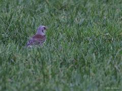 Kramsvogel  20211231  Ook in het hoge grasland proberen deze wintergasten wat eetbaars te vinden.