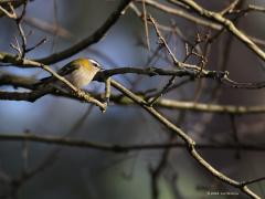 Vuurgoudhaan  20220112  Het valt zo wie zo niet mee om het vuurgoudhaantje op de foto te zetten maar een foto waarin het vogeltje wat rust uit straalt is nog moeilijker. Dit komt in de buurt denk ik.