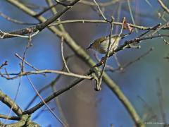 Vuurgoudhaan  20220110  Je ziet ze niet makkelijk deze leuke vogeltjes. Meestal zitten ze hoog in de bomen. Soms willen ze ook wel eens in lagere struiken naar wat eetbaars zoeken. Maar wat zijn ze ongedurig, ze zitten haast nooit even stil. Ze zijn moeilijk op de foto te zetten. Deze zag ik in de Pannenhoef. De witte oogstreep valt goed op.