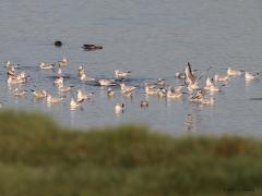 Kokmeeuw  20210922  Zeeland Colijnsplaat