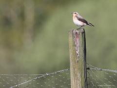 Tapuit  20210512  Zeeland Bolderpad