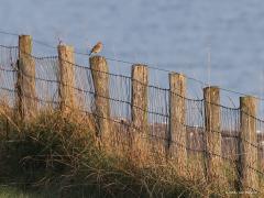 Tapuit  20210922  Zeeland Colijnsplaat