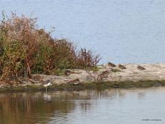 Watersnip  20210922  Zeeland Colijnsplaat