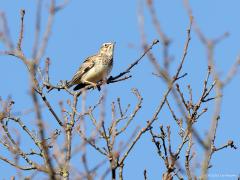 Boomleeuwerik  20220304  Regte Heide