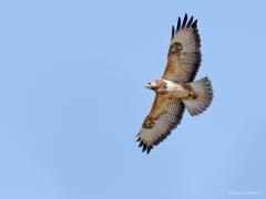 Buizerd  20220318  Pannenhoef