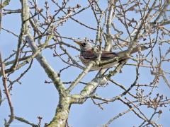 Kramsvogel  20220322  Krochten