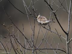 Rietgors  20220310  Gemaakt vanuit de kijkhut op de Regte Heide. Een mannetje; mooi vrij in beeld. Een vrouwtje; jammer dat ze niet wat beter vrij ging zitten toen ik kon afdrukken. Het paartje samen; jammer dat mevrouw niet meer op een lijn zat met meneer waardoor ze nogal onscherp in beeld is. En nogmaals het stelletje in een struik; meneer is hier niet agressief maar voelt de liefde opkomen denk ik.