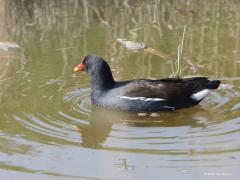 Waterhoen  20220314  Meerseldreef