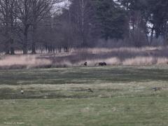 Wild zwijn  20220301  De Regte Heide