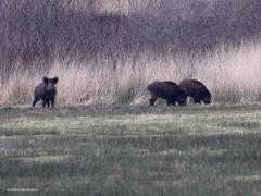 Wild zwijn  20220301  De Regte Heide