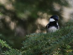 Zwarte mees  20220304  Regte Heide