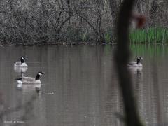 Hybride Canadese gans  20220408  De Krochten