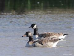 Hybride Canadese gans  20220408  De Krochten