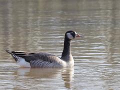 Hybride Canadese gans  20220408  De Krochten