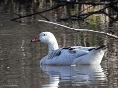 Foutje  20220410 Ook deze gans is volgens mij een ontspoord exemplaar. Is het een hybride, een kruising, tussen een tamme gans en een canadees? Maar goed dat ze vaak onvruchtbaar zijn anders zou het snel een zooitje worden vrees ik?