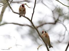 Putter  20220408  Ik denk een stelletje. In het veld is het verschil tussen een mannetje en een vrouwtje bij de putter niet vast te stellen. De putter is met geen enkel ander vogeltje te verwarren daar zorgt de koptekening voor.