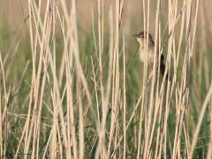 Sprinkhaanzanger  20220423  Best wat ouderen zullen het hoge toontje, het sprinkhaangeratel, wellicht niet meer horen. Zijn de oren nog goed dan zal de aanwezigheid van dit rietvogeltje je niet ontgaan want het is nu een drukke zanger. Hem zien is iets anders want hij leeft graag verscholen in riet en struik. Bovendien komt ie ook niet erg veel voor. Op eerste zicht is het een saai rietvogeltje. Kun je hem goed bekijken dan valt het verenkleed best op, met name ook de zwarte driehoekige vlekjes aan