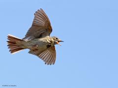 Boompieper  20220518  Veel vogels hebben een bijzonder kenmerk. Zo ook de boompieper en wel zijn speciale zangvlucht. Vanaf zijn zangplaats vliegt de boompieper op, wint hoogte, vliegt hoog zingend een rondje, daalt dan weer af terug naar zijn zangplaats. Met name het dalen valt op. De boompieper daalt door vleugels en staart schuin omhaag geheel stil te houden en zo een soort parachuteje te maken. Met een vijftal foto's probeer ik de fasen van de zangvlucht weer te geven: opvliegen, hoogte winnen, 