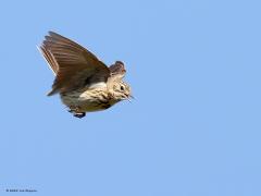 Boompieper  20220518  Veel vogels hebben een bijzonder kenmerk. Zo ook de boompieper en wel zijn speciale zangvlucht. Vanaf zijn zangplaats vliegt de boompieper op, wint hoogte, vliegt hoog zingend een rondje, daalt dan weer af terug naar zijn zangplaats. Met name het dalen valt op. De boompieper daalt door vleugels en staart schuin omhaag geheel stil te houden en zo een soort parachuteje te maken. Met een vijftal foto's probeer ik de fasen van de zangvlucht weer te geven: opvliegen, hoogte winnen, 