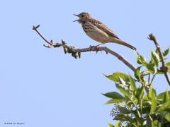 Boompieper  20220517  Een boompieper is een makkelijk te spotten vogel. Ze zijn niet ze schuw en hebben een voorspelbaar gedrag. Ze zingen graag vanaf vaste plekken. Dat is meestal een grote struik of boom maar ook met een weipaal kunnen ze tevreden zijn. Ze goed bekijken is niet moeilijk, gewoon even de tijd nemen bij zo'n vaste zangplek. En let op de achternagel, die ziet er normaal uit en is veel minder lang dan bij de graspieper die veel op de boompieper lijkt.